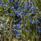 ...e la alkanna tinctoria, dal blu intenso